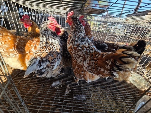6 X BOSVELDER HEN JJ. SCHINKEL (Per animal to take the lot)