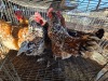 6 X BOSVELDER HEN JJ. SCHINKEL (Per animal to take the lot)