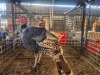 1 X BLACK TURKEY MALE WILLEM PRINSLOO (Per animal to take the lot)