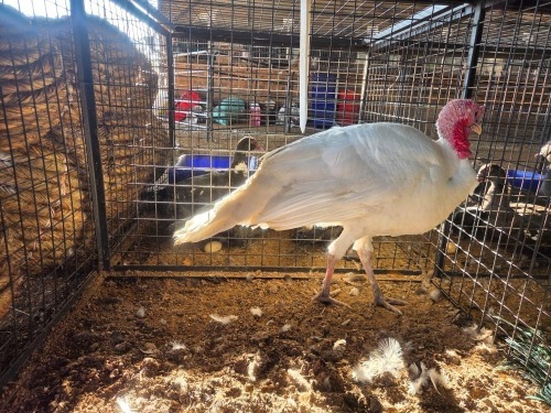 1 X WHITE TURKEY MALE WILLEM PRINSLOO (Per animal to take the lot)