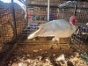 1 X WHITE TURKEY MALE WILLEM PRINSLOO (Per animal to take the lot)