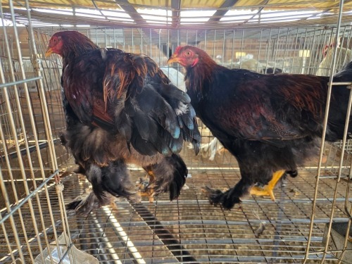 2 X BRAHMA ROOSTER & HEN A, CLOETE (Per animal to take the lot)
