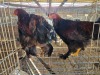 2 X BRAHMA ROOSTER & HEN A, CLOETE (Per animal to take the lot)