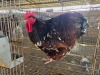 1 X JUBILEE ORPINGTON ROOSTER A, CLOETE
