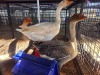 3 X GOOSE MALE JC. BOTHA (Per animal to take the lot)