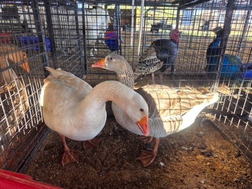 2 X DUCK MALE DIE MALAN STOET (Per animal to take the lot)
