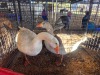 2 X DUCK MALE DIE MALAN STOET (Per animal to take the lot)