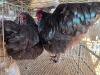 2 X BLACK AUSTRALORP ROOSTER & HEN CDP AUCTIONEERS (Per animal to take the lot)