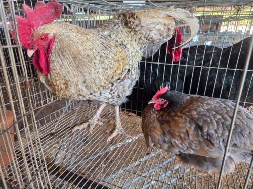 2 X FARM CHICKEN ROOSTER & HEN CDP AUCTIONEERS (Per animal to take the lot)