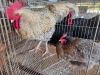 2 X FARM CHICKEN ROOSTER & HEN CDP AUCTIONEERS (Per animal to take the lot)