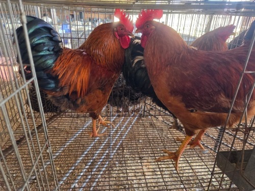 3 X FARM CHICKEN ROOSTER CDP AUCTIONEERS (Per animal to take the lot)