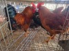 3 X FARM CHICKEN ROOSTER CDP AUCTIONEERS (Per animal to take the lot)
