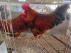 2 X BOSVELDER ROOSTER CDP AUCTIONEERS (Per animal to take the lot)