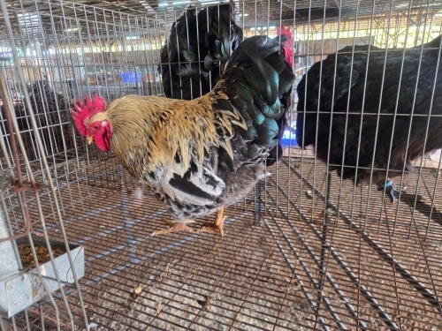 1 X FARM CHICKEN ROOSTER CDP AUCTIONEERS