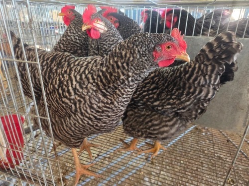 5 X KOEKOEK HEN CDP AUCTIONEERS (Per animal to take the lot)