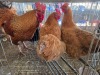 3 X FARM CHICKEN ROOSTER & HEN CDP AUCTIONEERS (Per animal to take the lot)