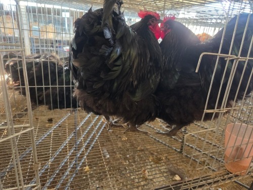 2 X BLACK AUSTRALORP ROOSTER CDP AUCTIONEERS (Per animal to take the lot)