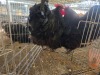2 X BLACK AUSTRALORP ROOSTER CDP AUCTIONEERS (Per animal to take the lot)