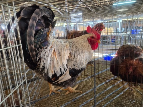 1 X FARM CHICKEN ROOSTER CDP AUCTIONEERS
