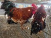 2 X BOSVELDER ROOSTER CDP AUCTIONEERS (Per animal to take the lot)