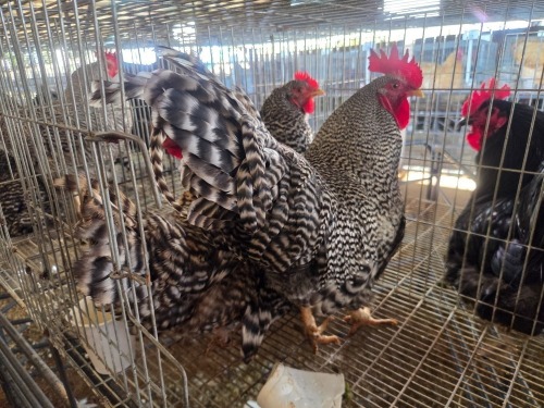 3 X KOEKOEK CROSS ROOSTER & HEN DE BEER BOERDERY (Per animal to take the lot)