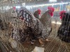 3 X KOEKOEK CROSS ROOSTER & HEN DE BEER BOERDERY (Per animal to take the lot)