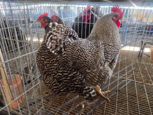 3 X KOEKOEK CROSS ROOSTER & HEN DE BEER BOERDERY (Per animal to take the lot)