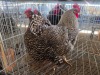 3 X KOEKOEK CROSS ROOSTER & HEN DE BEER BOERDERY (Per animal to take the lot)