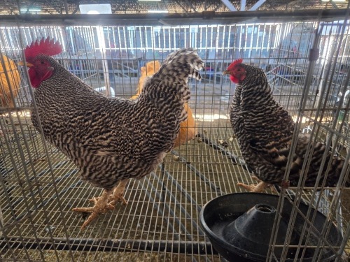 2 X KOEKOEK CROSS ROOSTER & HEN DE BEER BOERDERY (Per animal to take the lot)
