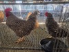 2 X KOEKOEK CROSS ROOSTER & HEN DE BEER BOERDERY (Per animal to take the lot)