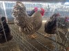 3 X KOEKOEK CROSS ROOSTER & HEN DE BEER BOERDERY (Per animal to take the lot)