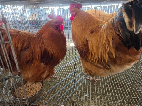 2 X ORPINGTON ROOSTER W.A.S. SNYDERS (Per animal to take the lot)