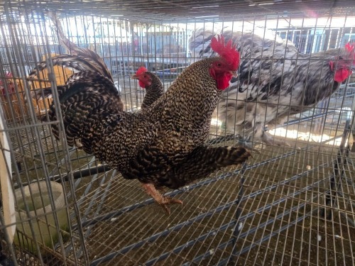 2 X KOEKOEK CROSS ROOSTER & HEN DE BEER BOERDERY (Per animal to take the lot)