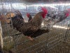 2 X KOEKOEK CROSS ROOSTER & HEN DE BEER BOERDERY (Per animal to take the lot)