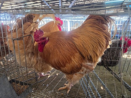 2 X ORPINGTON ROOSTER W.A.S. SNYDERS (Per animal to take the lot)