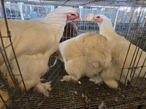 3 X BRAHMA ROOSTER & HEN W. STRAUSS (Per animal to take the lot)