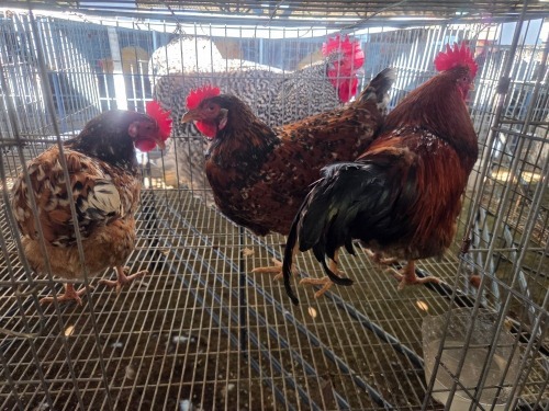 3 X BOSVELDER ROOSTER & HEN W.A.S. SNYDERS (Per animal to take the lot)