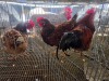 3 X BOSVELDER ROOSTER & HEN W.A.S. SNYDERS (Per animal to take the lot)