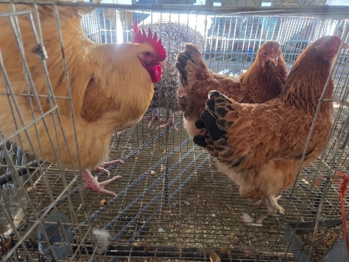 3 X ORPINGTON ROOSTER & HEN W.A.S. SNYDERS (Per animal to take the lot)