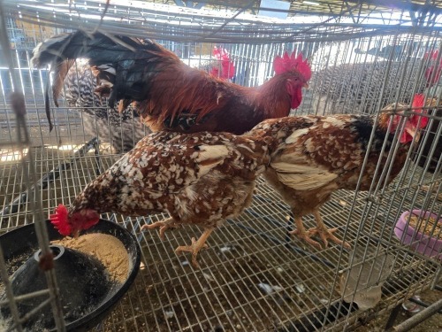 3 X BOSVELDER ROOSTER & HEN W.A.S. SNYDERS (Per animal to take the lot)