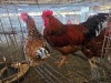 3 X BOSVELDER ROOSTER & HEN W.A.S. SNYDERS (Per animal to take the lot)