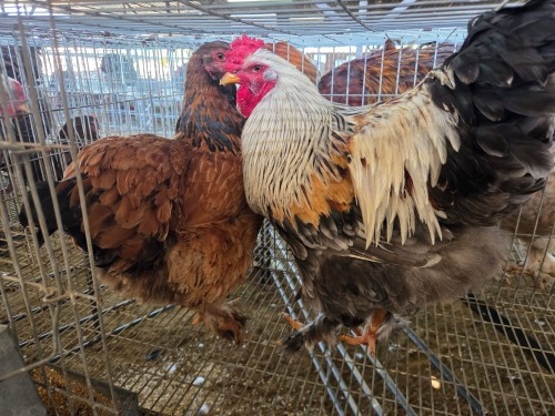 2 X BRAHMA ROOSTER & HEN W. STRAUSS (Per animal to take the lot)