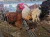 2 X BRAHMA ROOSTER & HEN W. STRAUSS (Per animal to take the lot)