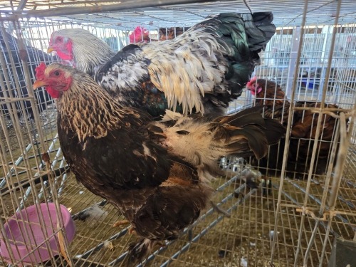 2 X BRAHMA ROOSTER & HEN W. STRAUSS (Per animal to take the lot)
