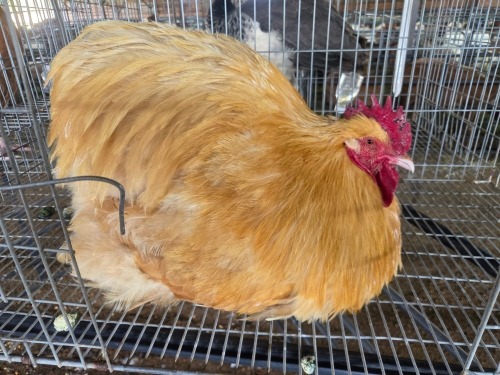1 X BUFF ORPINGTON ROOSTER JF JORDAAN