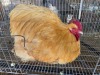 1 X BUFF ORPINGTON ROOSTER JF JORDAAN