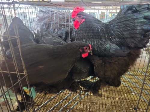 4 X BRAHMA ROOSTER & HEN W. STRAUSS (Per animal to take the lot)