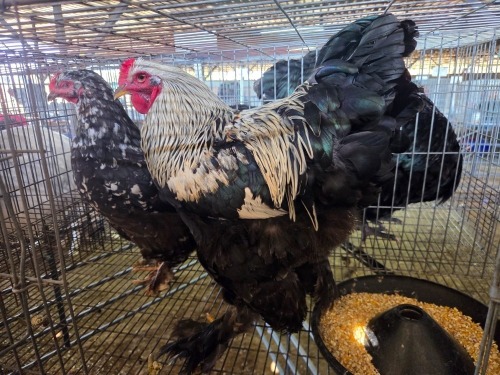 2 X BRAHMA ROOSTER & HEN W. STRAUSS (Per animal to take the lot)