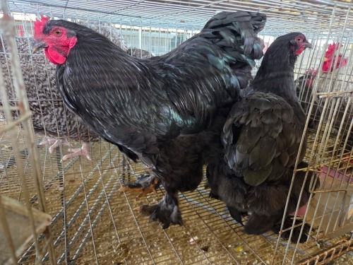 2 X BRAHMA ROOSTER & HEN W. STRAUSS (Per animal to take the lot)