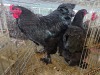 2 X BRAHMA ROOSTER & HEN W. STRAUSS (Per animal to take the lot)